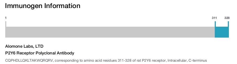 P2Y6 Receptor Polyclonal Antibody