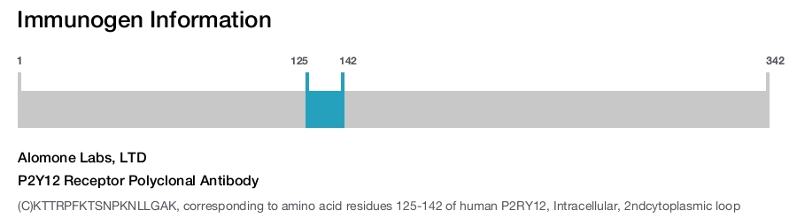 P2Y12 Receptor Polyclonal Antibody