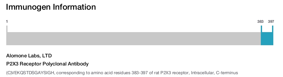 P2X3 Receptor Polyclonal Antibody