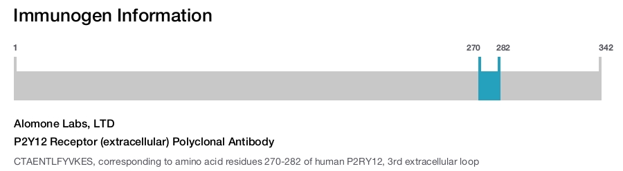 P2Y12 Receptor (extracellular) Polyclonal Antibody