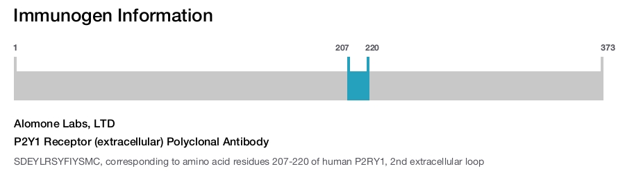 P2Y1 Receptor (extracellular) Polyclonal Antibody