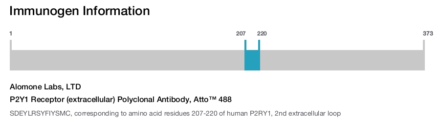 P2Y1 Receptor (extracellular) Polyclonal Antibody, Atto™ 488