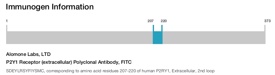 P2Y1 Receptor (extracellular) Polyclonal Antibody, FITC