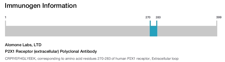 P2X1 Receptor (extracellular) Polyclonal Antibody