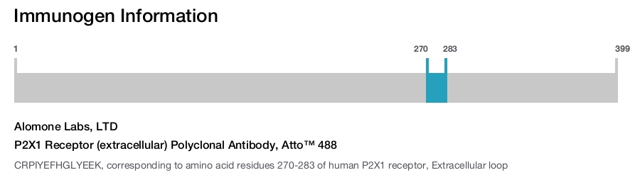 P2X1 Receptor (extracellular) Polyclonal Antibody, Atto™ 488