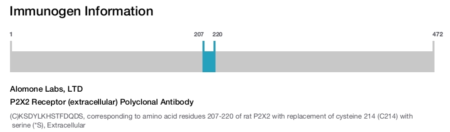 P2X2 Receptor (extracellular) Polyclonal Antibody