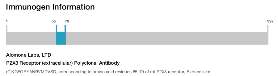 P2X3 Receptor (extracellular) Polyclonal Antibody