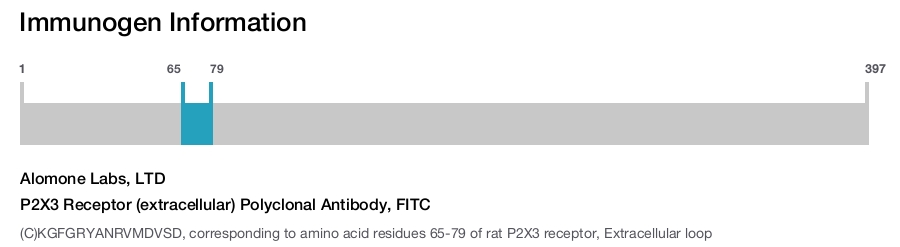 P2X3 Receptor (extracellular) Polyclonal Antibody, FITC