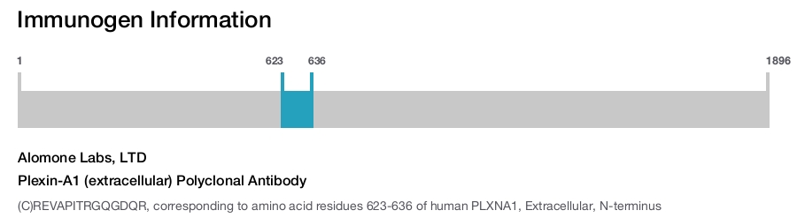 Plexin-A1 (extracellular) Polyclonal Antibody