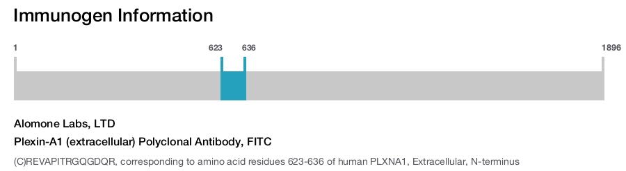 Plexin-A1 (extracellular) Polyclonal Antibody, FITC