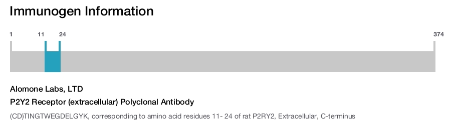 P2Y2 Receptor (extracellular) Polyclonal Antibody