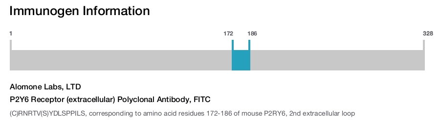 P2Y6 Receptor (extracellular) Polyclonal Antibody, FITC