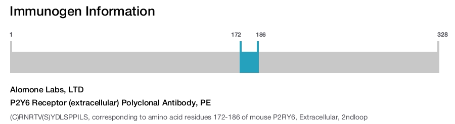 P2Y6 Receptor (extracellular) Polyclonal Antibody, PE