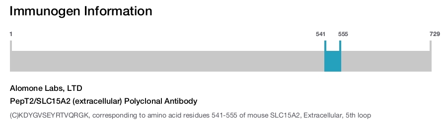 PepT2/SLC15A2 (extracellular) Polyclonal Antibody
