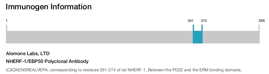NHERF-1/EBP50 Polyclonal Antibody