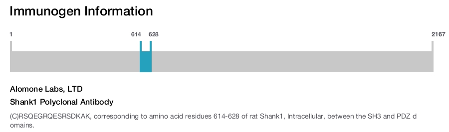 Shank1 Polyclonal Antibody