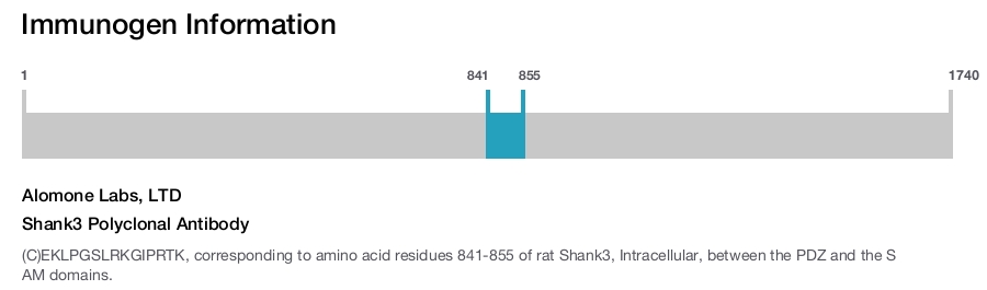 Shank3 Polyclonal Antibody