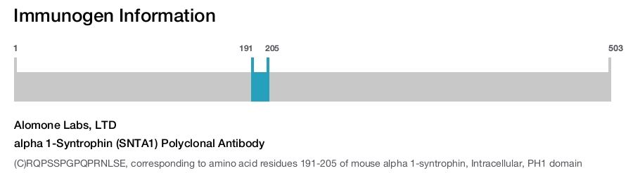 alpha 1-Syntrophin (SNTA1) Polyclonal Antibody