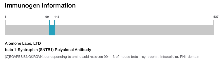 beta 1-Syntrophin (SNTB1) Polyclonal Antibody