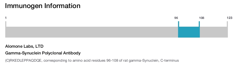 Gamma-Synuclein Polyclonal Antibody