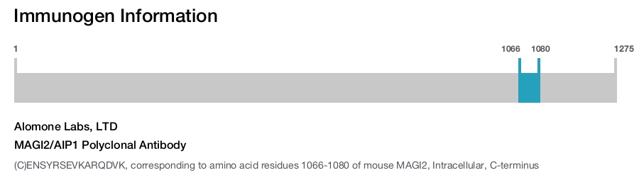 MAGI2/AIP1 Polyclonal Antibody