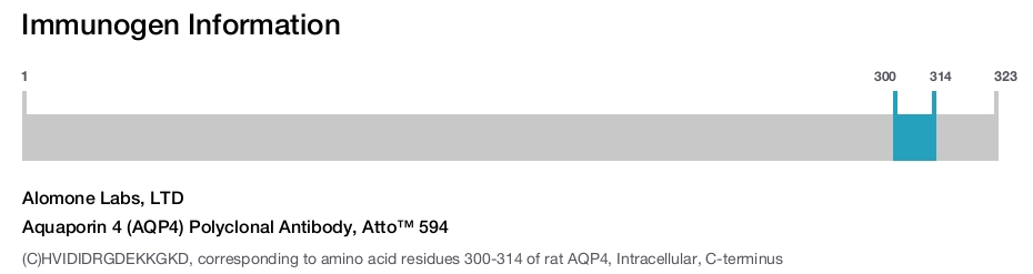 Aquaporin 4 (AQP4) Polyclonal Antibody, Atto™ 594