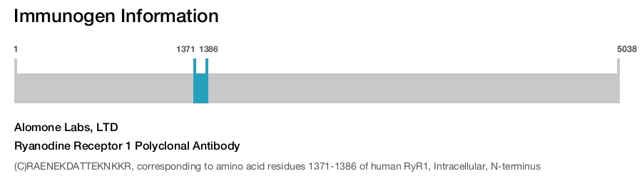 Ryanodine Receptor 1 Polyclonal Antibody