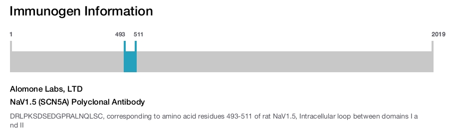 NaV1.5 (SCN5A) Polyclonal Antibody