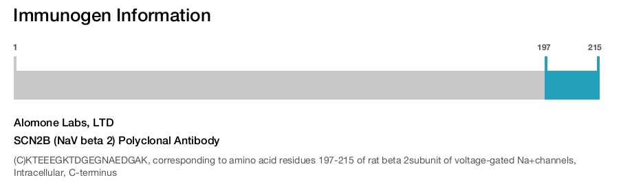 SCN2B (NaV beta 2) Polyclonal Antibody