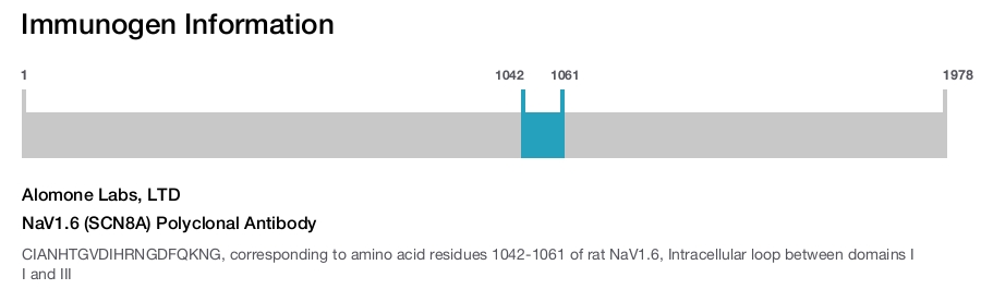 NaV1.6 (SCN8A) Polyclonal Antibody