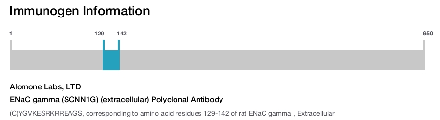ENaC gamma (SCNN1G) (extracellular) Polyclonal Antibody
