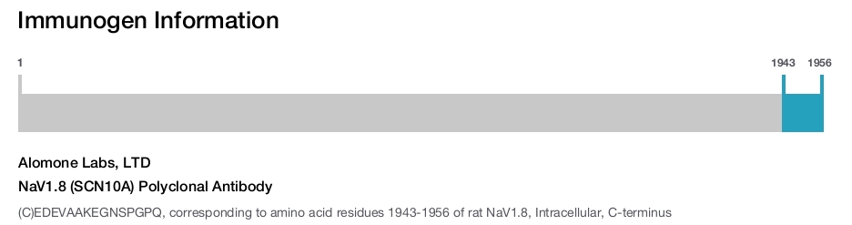 NaV1.8 (SCN10A) Polyclonal Antibody