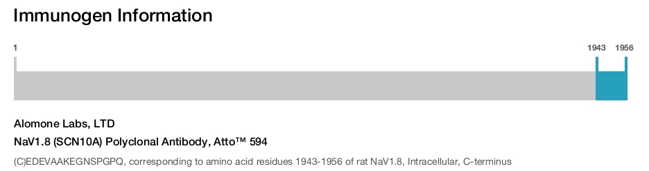 NaV1.8 (SCN10A) Polyclonal Antibody, Atto™ 594