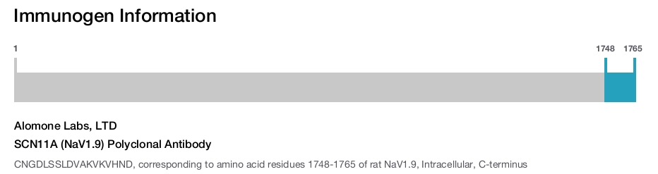 SCN11A (NaV1.9) Polyclonal Antibody