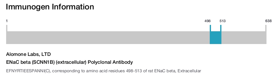 ENaC beta (SCNN1B) (extracellular) Polyclonal Antibody