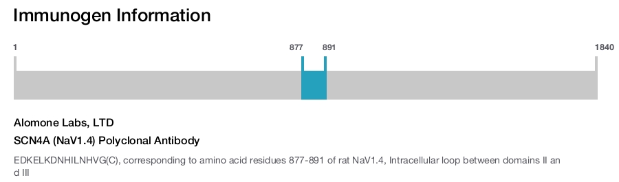 SCN4A (NaV1.4) Polyclonal Antibody