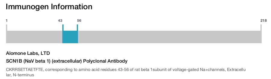 SCN1B (NaV beta 1) (extracellular) Polyclonal Antibody