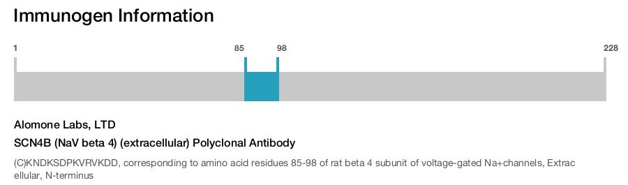 SCN4B (NaV beta 4) (extracellular) Polyclonal Antibody