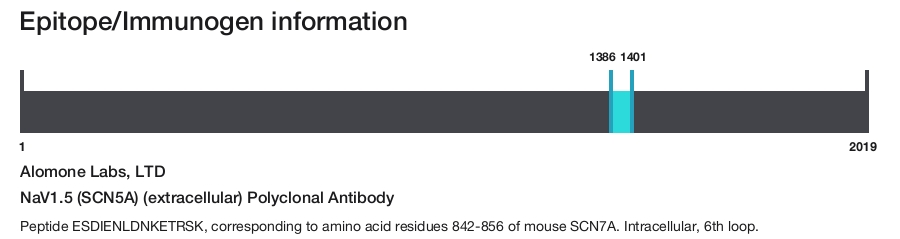 NaV1.5 (SCN5A) (extracellular) Polyclonal Antibody