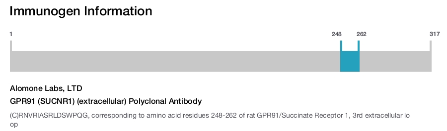 GPR91 (SUCNR1) (extracellular) Polyclonal Antibody