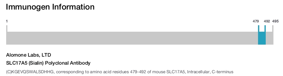 SLC17A5 (Sialin) Polyclonal Antibody