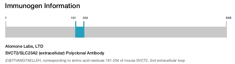 SVCT2/SLC23A2 (extracellular) Polyclonal Antibody