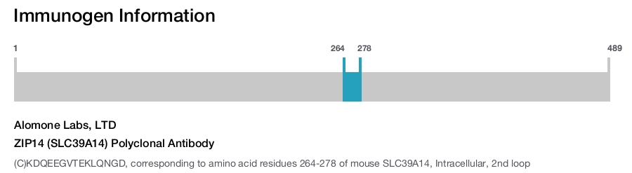 ZIP14 (SLC39A14) Polyclonal Antibody