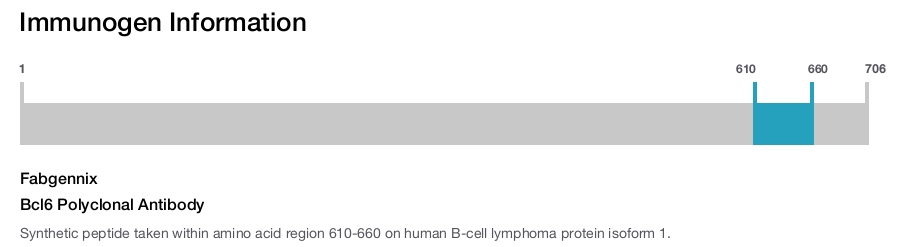 Bcl6 Polyclonal Antibody