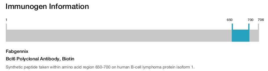 Bcl6 Polyclonal Antibody, Biotin