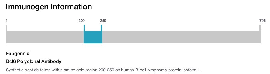 Bcl6 Polyclonal Antibody