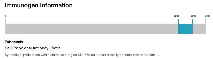 Bcl6 Polyclonal Antibody, Biotin
