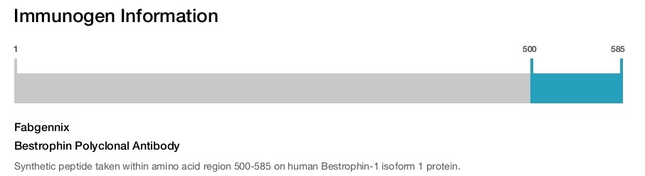 Bestrophin Polyclonal Antibody
