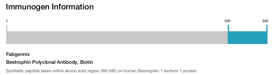 Bestrophin Polyclonal Antibody, Biotin