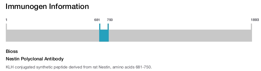 Nestin Polyclonal Antibody